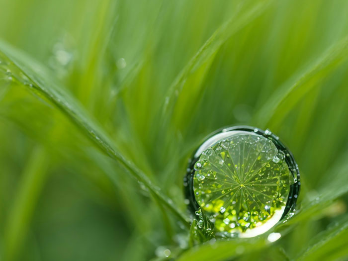 gota en una hoja