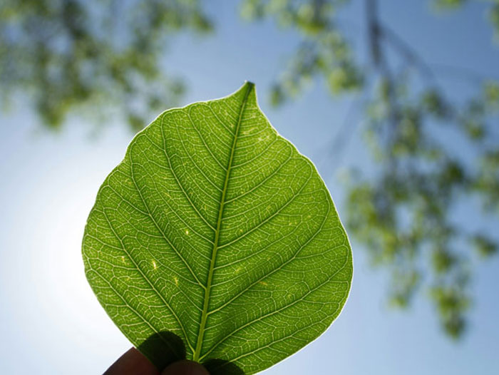 hoja al sol